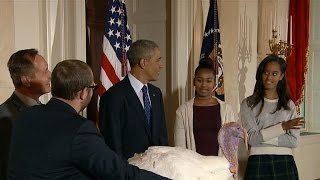 Obama daughters pass on petting pardoned turkey [upl. by Karp]