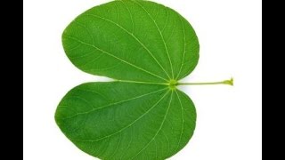 Kanchnar  Bauhinia variegata Ayurvedic Uses Qualities Benefits [upl. by Mehitable]