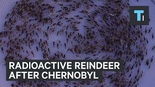 Radioactive reindeer after Chernobyl [upl. by Arela]