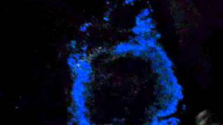 Bioluminescence Bioluminescent Water with Slow Motion [upl. by Madella]