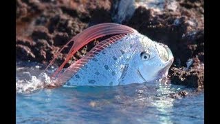 Oarfish The Real Sea Serpent  Deepsea Oddities [upl. by Calandra818]