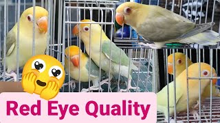 Vlog383 Parblue Dun Fallow🦜🥰🦜Creamino Opaline😍🦜😍Quality🦜 [upl. by Sybyl736]