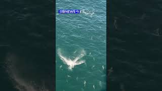 Dozens of sharks spotted off oil rig [upl. by Ji126]