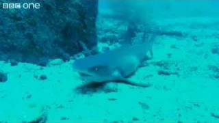 HILARIOUS sharks singing jaws  voice over [upl. by Ahtnamys27]