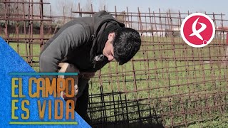 Jose le hace la manicura a sus cabras  El campo es vida [upl. by Olag]