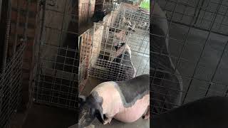 Pig Face 🐷 Amazing 🐗 pig boar pigfarmvideo animal viral wildpig wildboar wildlife rurallife [upl. by Ginder]