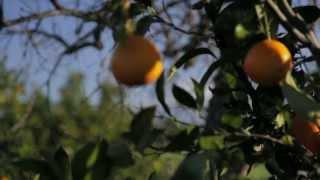 Crush story how paper is made from oranges [upl. by Assirram137]