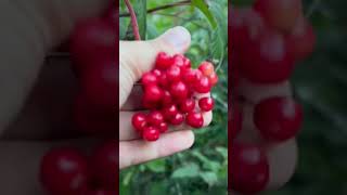 PICKING A LOT of highbush cranberries [upl. by Earased43]