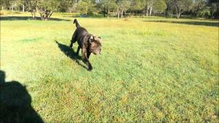 Neapolitan Mastiff  Mastino Napoletano [upl. by Ytitsahc358]