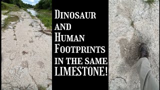 Human Footprint near Dinosaur Tracks  How a Footprint gets Fossilized [upl. by Hennie]