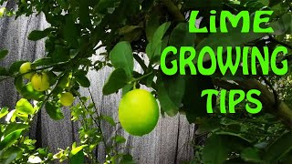 Growing a Lime Tree  EVERYTHING You Need To Know [upl. by Schaper]