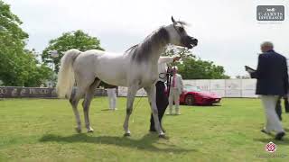 N 86 AMARANTAS RASHMORE Vesuvio Trophy 2024 International Show Stallions 7 Years Old Class 11 [upl. by Glyn]