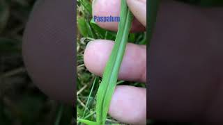 Paspalum weedsgrassyweeds [upl. by Mij]