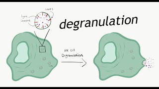 Degranulation process in the cytotoxic immune cells [upl. by Nylyahs]