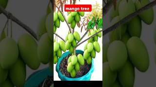 How to propagation mango tree by air layering mangotree [upl. by Trilby577]