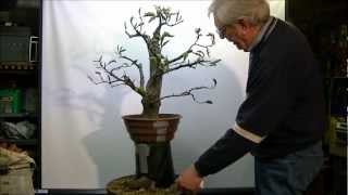 Bonsai Fagus sylvatica macotteren air layer 1 [upl. by Duleba]