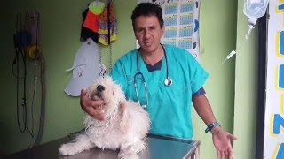 TIPS PARA ENVENENAMIENTOS E INTOXICACIONES EN PERROS [upl. by Ameh]