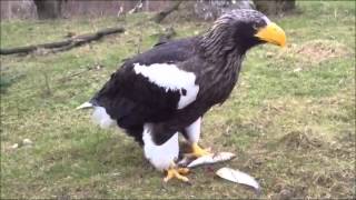 Lekker maaltje voor Stellerzeearend in Diergaarde Blijdorp  Snacktime Stellers sea eagle [upl. by Aramit]