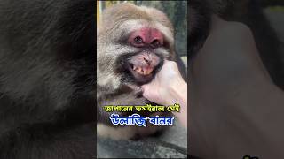 মানুষের মতো হাসতে পারা ভাইরাল সেই বানর।🐒🐵 বানর হাসি monkey [upl. by Laural]