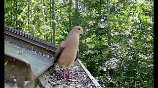 Mourning Dove Call amp Attracting a Mate [upl. by Dionis992]