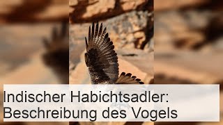 Indischer Habichtsadler Beschreibung des Vogels [upl. by Amhsirak]