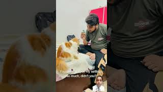 Billy be chilled churae cat comedy catlover catcomedy funny [upl. by Fulmer73]