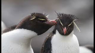 Rockhopper Penguins Citizen Science Media Project By Lydia Castle [upl. by Sayles]