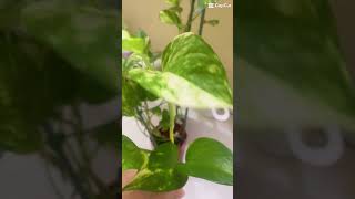 Cutting my pothos plant🌿 plants pothosplant nature [upl. by Beera]