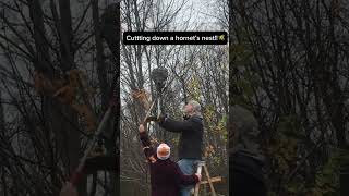 Cutting down a hornet’s nest🐝🐝 hornet’s winter thanksgiving shorts [upl. by Weathers652]