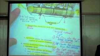 ANATOMY SKELETAL MUSCLE HISTOLOGY by Professor Fink [upl. by Yrakaz]