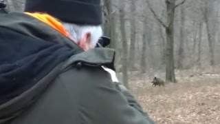 Polowanie zbiorowe  strzał do dzika  Drückjagd  vildsvinsjakt  driven hunt  Chasse Au Sanglier [upl. by Pascia]