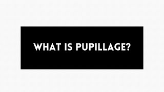 What is pupillage [upl. by Archie]