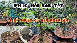 phục hồi mai vàng sau tết  3 kỹ thuật cơ bản bắt buộc [upl. by Irwinn]