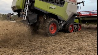 Farm update 299 Capulet Beans baked beans finally see the combine with conditions far from ideal [upl. by Roxy]