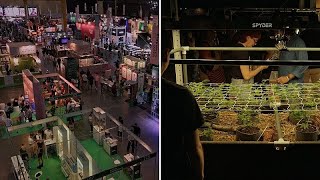 Marijuana mushrooms and wellness Inside Argentinas biggest cannabis fair [upl. by Nnayram]