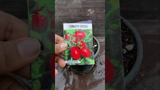 How to grow tomatoes plants from seeds shorts viral gardening viralvideo [upl. by Rhona]