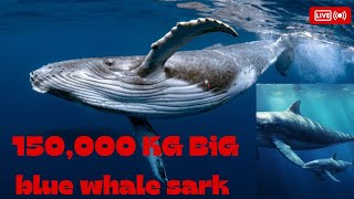 150000 kg blue whale sark 😱👉ocean king follow [upl. by Notsle716]