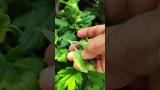 Guldaudi plant care gardening gardenplants flower plantsshortvideo [upl. by Brigham50]