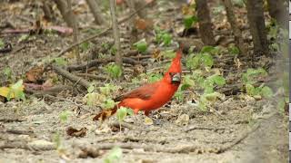 Vermilion Cardinal cardinalis phoeniceus [upl. by Dygal827]