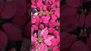 Beautiful poinsettia plant in nursery nature shorts [upl. by Niarb]