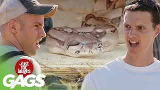 Scariest Snake Pranks  Best of Just For Laughs Gags [upl. by Enawyd119]