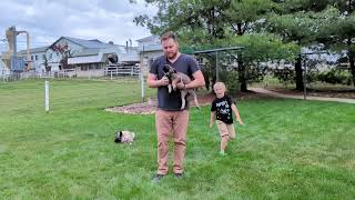 Our Last Available Puppy amp Grooming A Norwegian Elkhound [upl. by Nazler]