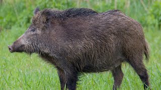 Shooting Wild Hogs from A Helicopter while Fortunate Sons Plays [upl. by Ymrots]