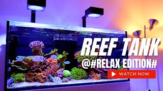 Relaxing 4K Reef Tank Aquarium experience  RedSea Reefer 425XL [upl. by Anabella934]