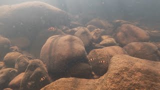 Fishes of the Seetha river habitat near Western Ghats [upl. by Seumas]