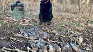 Missouri dove hunting [upl. by Giulia]