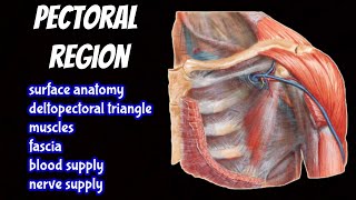 PECTORAL REGION  Surface anatomy Muscles Clavipectoral Fascia Blood and Nerve supply ONE SHOT [upl. by Rolan400]