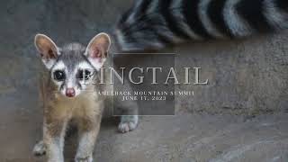 RINGTAIL atop CAMELBACK MOUNTAIN [upl. by Maddock]