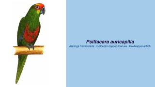 Video Encyclopedia of Parrot Species  206 Aratinga auricapillus [upl. by Hallvard]