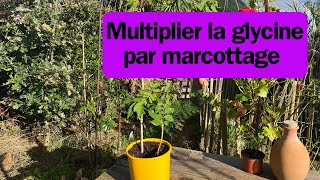 Comment marcotter une glycine [upl. by Ramirolg]